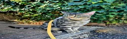Bengal cats for sale: Gorgeous Pedigree Bengal Kittens Waitlist - Advert 10