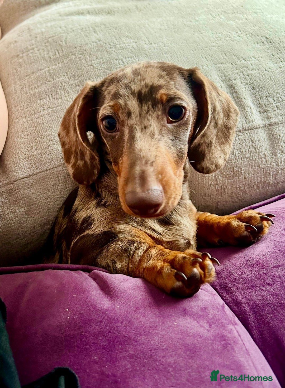 Miniature Dachshund dogs for stud: Chocolate Dapple Miniature Dachshund *STUD* - Image 3