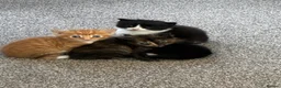 British Longhair cats for sale: Maine coon  mother -  5 half Maine coon kittens  - Advert 9