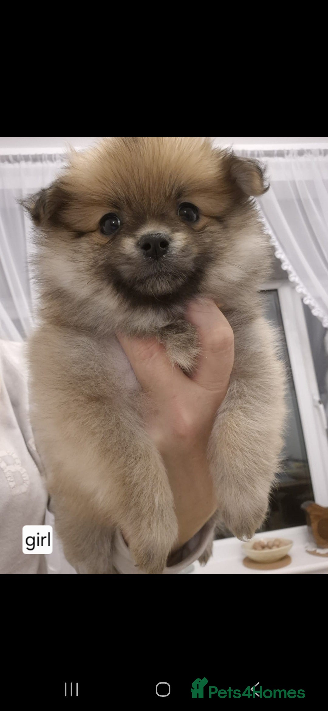 Pomeranian dogs Puppy pomeranian - Advert 3