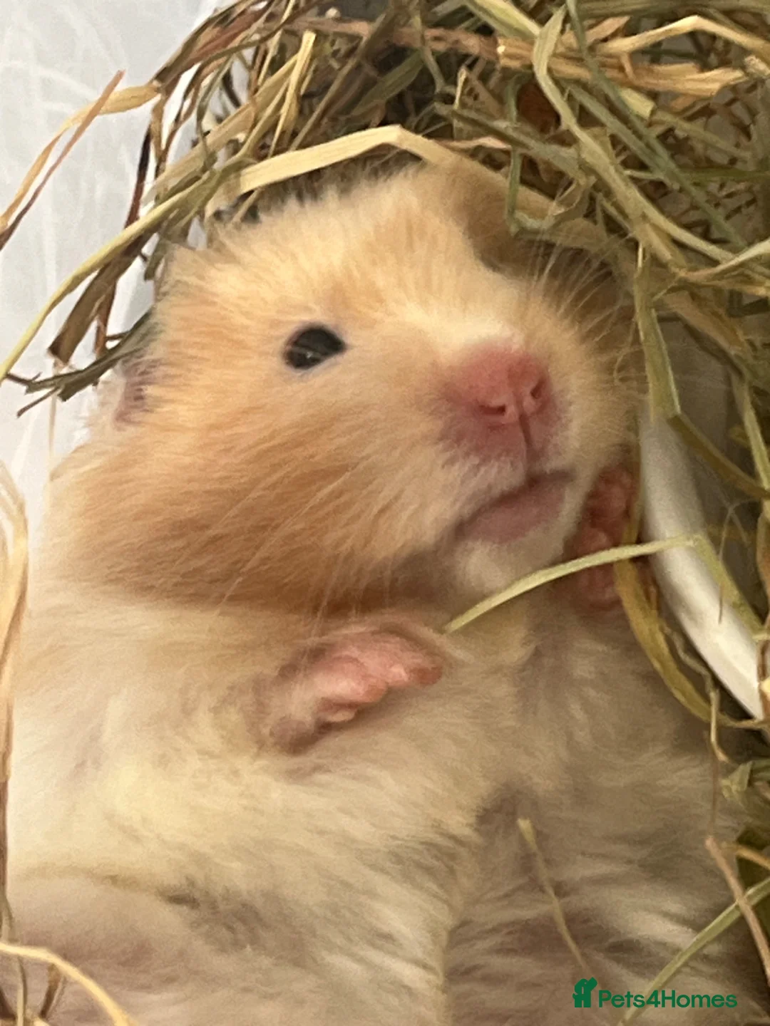 Hamster rodents for sale: Ginger White Grey Hamster  in London - Advert 1