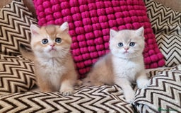 British Shorthair cats for sale: GOLDEN BRITISH SHORTHAIR KITTENS TICA  - Image 3