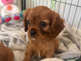 Cavalier King Charles Spaniel dogs - Advert 25