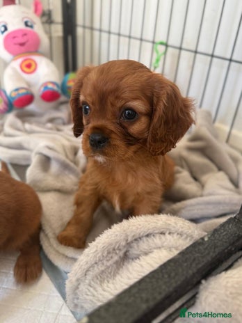 Cavalier King Charles Spaniel dogs - Advert 7