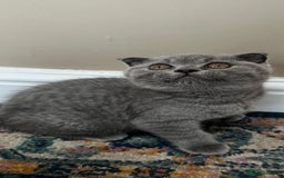 British Shorthair cats for sale: Gorgeous Brittsh Kittens Fully Vaccinated  - Image 13
