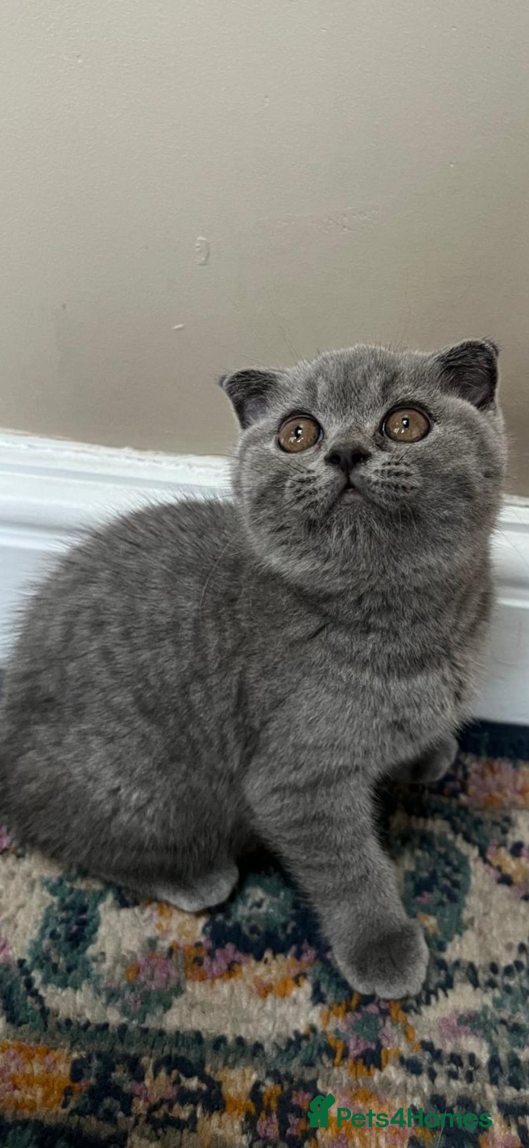 British Shorthair cats for sale: Gorgeous Brittsh Kittens Fully Vaccinated  - Image 13