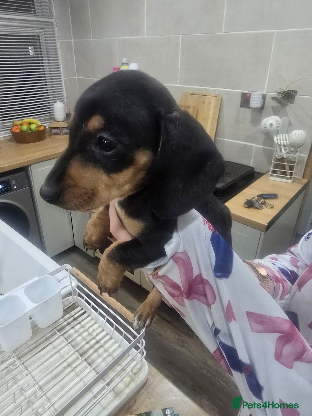 Dachshund dogs for sale: Dachsund puppies for sale  - Advert 12