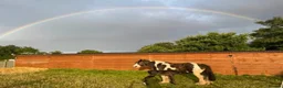 Irish Cob horses for sale: Traditional cob Rosie  in North Walsham - Advert 7