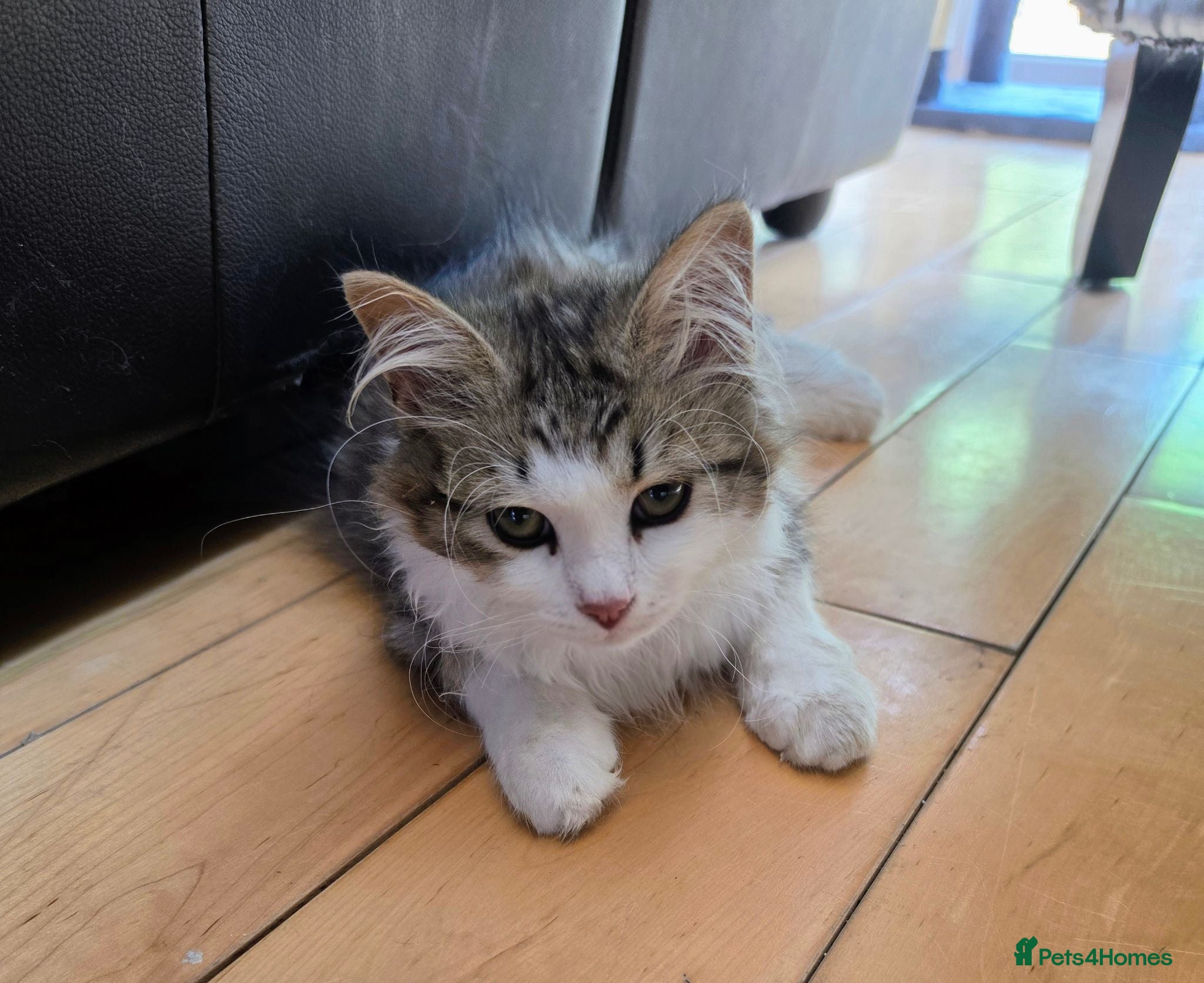 Siberian cats Special needs Siberian Kitten needs a loving home - Advert 2