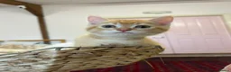 British Shorthair cats for sale: Beautiful BSH kitten  - Advert 10