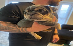 English Bulldog dogs for sale: 10 Top quality English bulldog puppies for sale  - Image 10