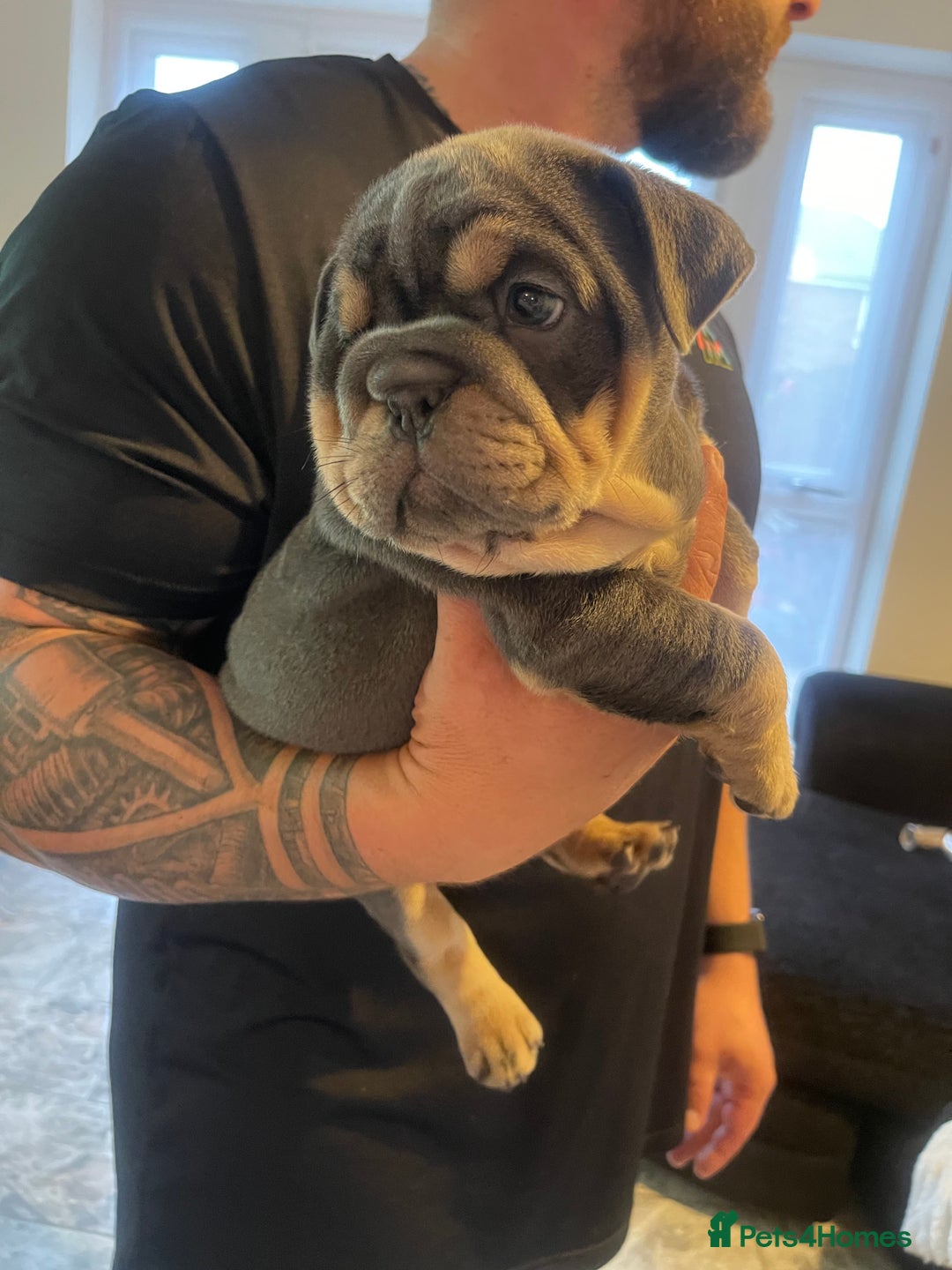 English Bulldog dogs for sale: 10 Top quality English bulldog puppies for sale  - Image 10