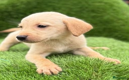 Labrador Retriever dogs for sale: Labrador pups  - Image 35