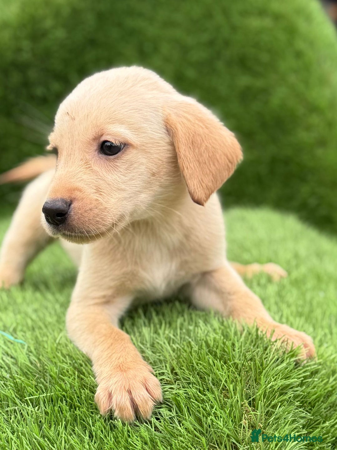 Labrador Retriever dogs for sale: Labrador pups  - Image 35