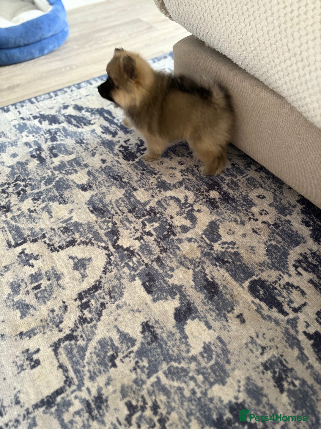 Pomeranian dogs for sale: Pomeranian puppies - Image 14