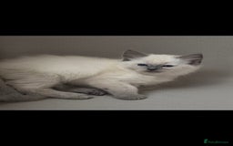 Ragdoll cats for sale: Beautiful blue ragdoll kittens - Image 3