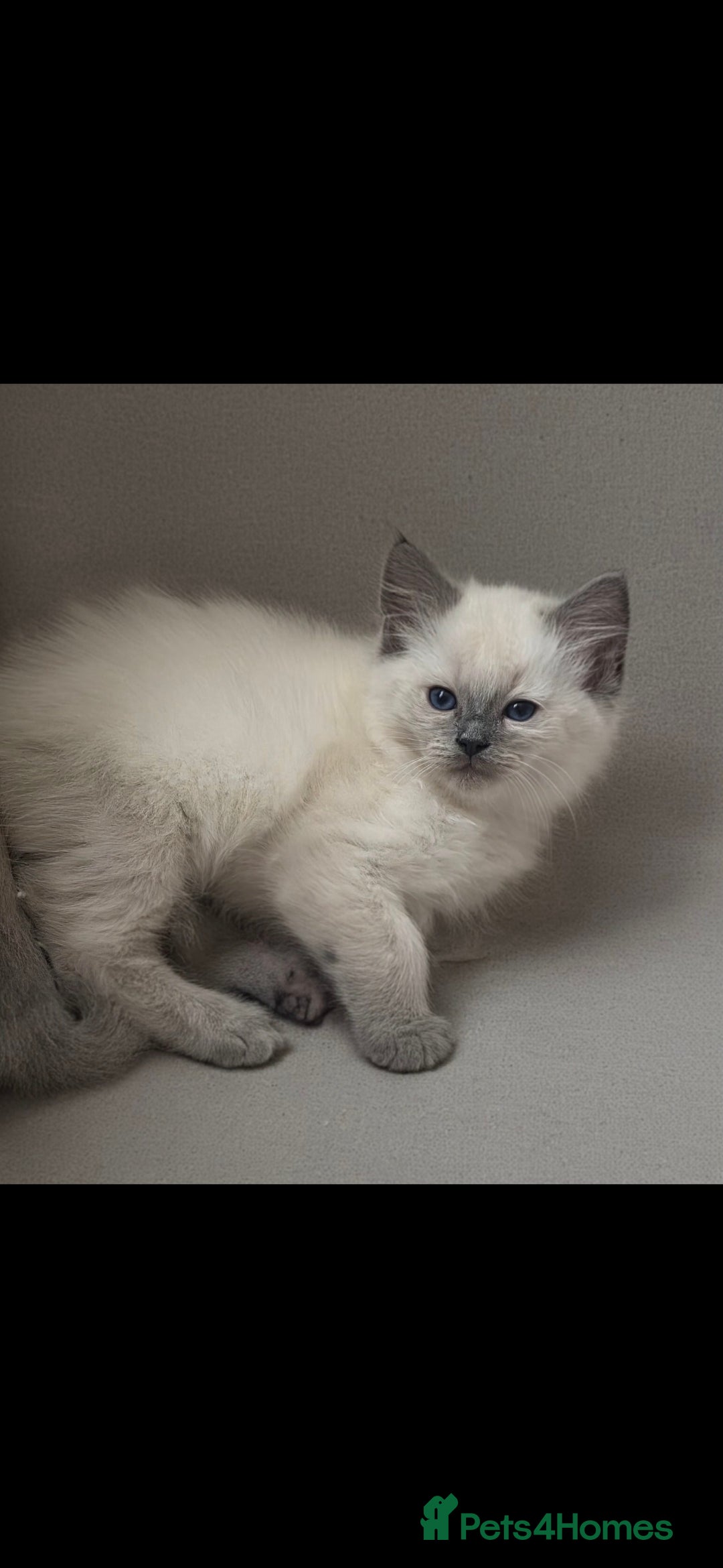 Ragdoll cats for sale: Beautiful blue ragdoll kittens - Image 3