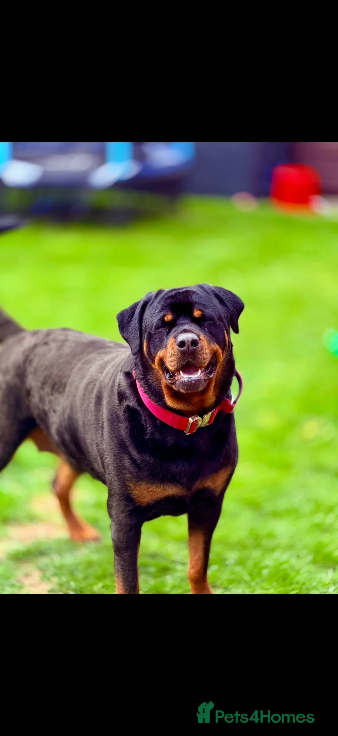 Mixed Breed dogs for sale: Beautiful Rottweiler cross staffy puppies for sale in Huddersfield - Advert 1