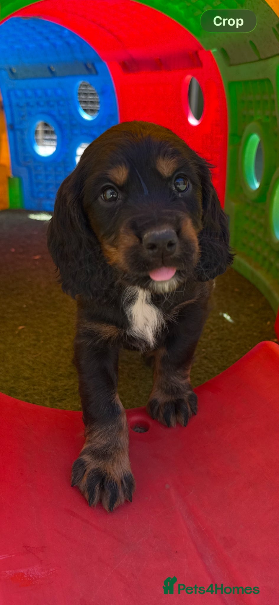 Sprocker dogs STUNNING LITTER SPROCKERS  - Advert 1