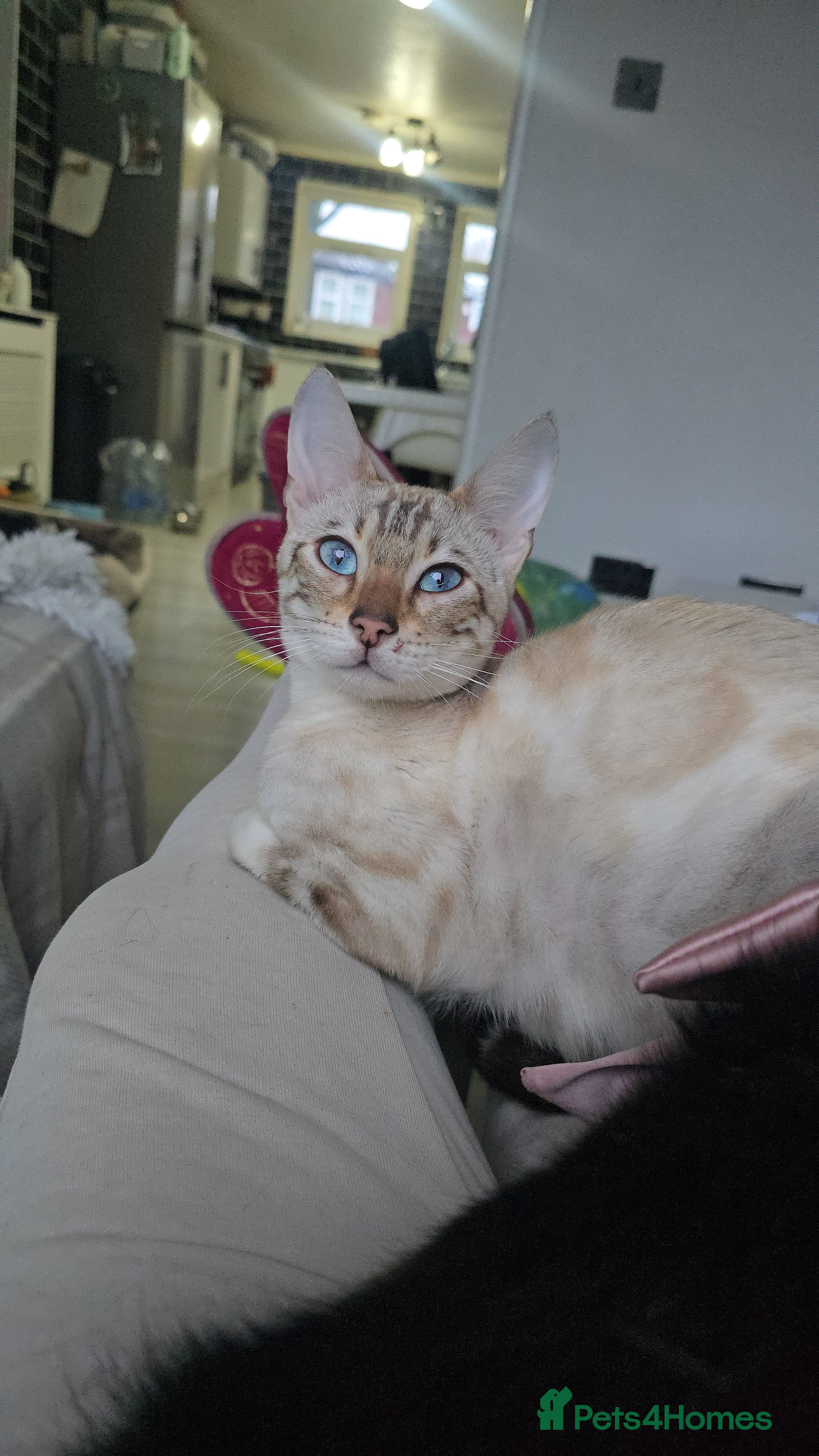 Bengal cats RARE 6th Gen clouded glitter snow Bengal girl - Advert 2