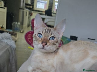 Bengal cats RARE 6th Gen clouded glitter snow Bengal girl - Advert 4