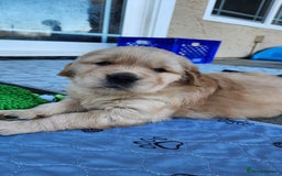 Golden Retriever dogs for sale: Litter of Golden Retriever Puppies Ready Now. - Image 8