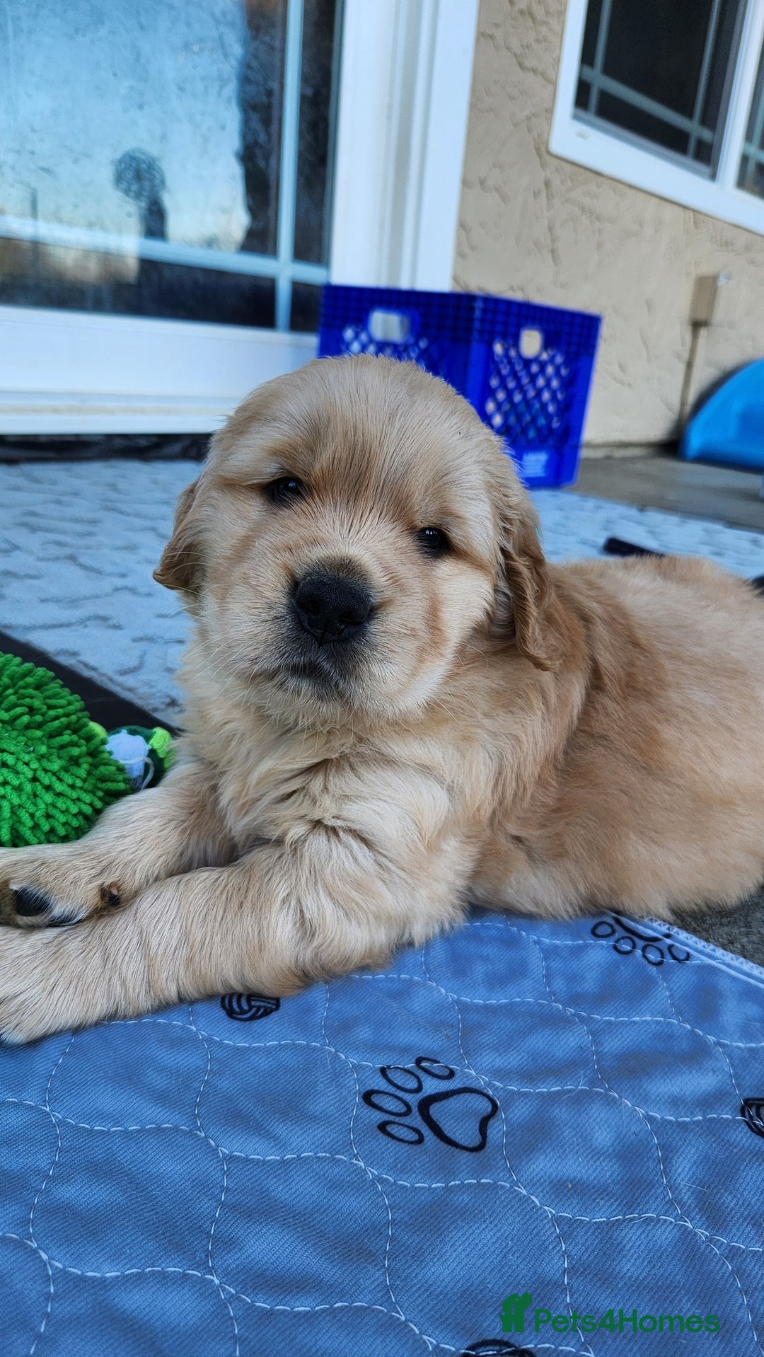 Golden Retriever dogs for sale: Litter of Golden Retriever Puppies Ready Now. - Image 8