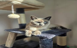 Ragdoll cats for sale: Female Ragdoll- READ DESCRIPTION - Image 1