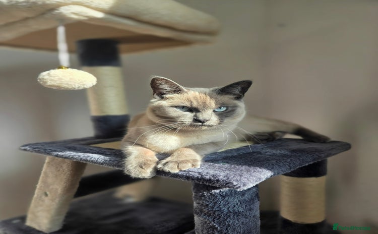 Ragdoll cats - Advert 15