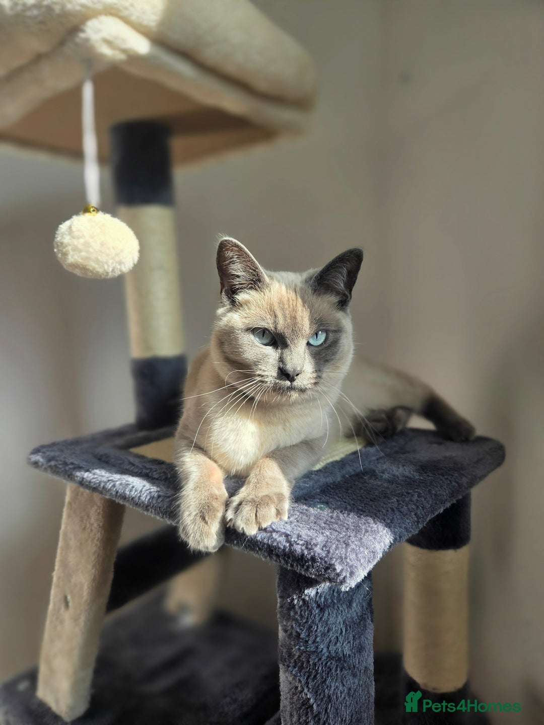 Ragdoll cats for sale: Female Ragdoll- READ DESCRIPTION - Image 1
