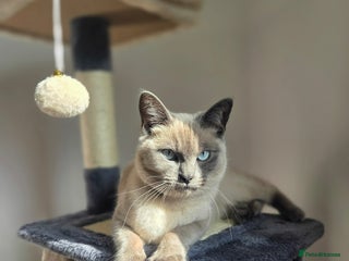 Ragdoll cats - Advert 4