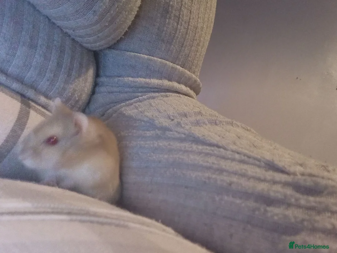 Hamster rodents for sale: Russian dwarf hamster in Brierley Hill - Advert 2