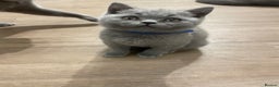 British Shorthair cats for sale:  British shorthair kittens Pedigree registered - Advert 2