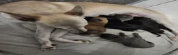 Whippet dogs for sale: Beautiful whippets in Nottingham - Advert 13