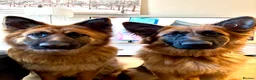 German Shepherd dogs for sale: Female German Shepherd  in Halifax - Advert 4