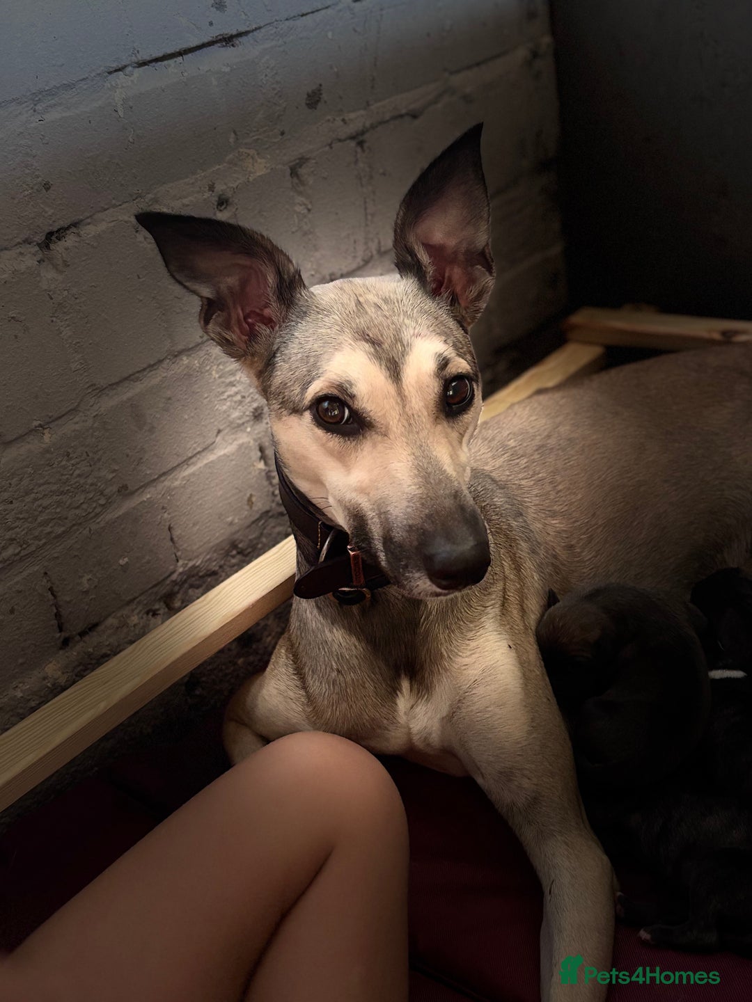 Lurcher dogs for sale: Whippet/greyhound/bull X greyhound/whippet/collieX - Image 11