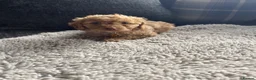 Cockapoo dogs for sale: f1b miniature dna health tested cockerpoos  - Advert 27