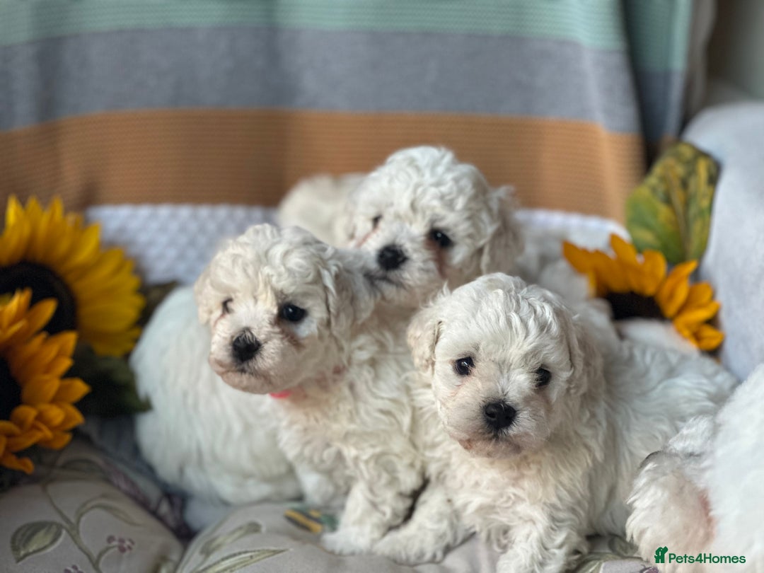 Bichon Frise dogs for sale: ✨ Bichon Frisé Puppies from Champion Bloodlines ✨ - Image 13