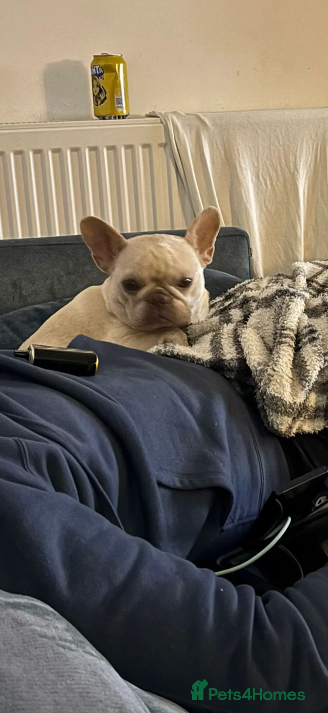 Mixed Breed dogs for sale: French x Miniature Daschund Boy  - Advert 5