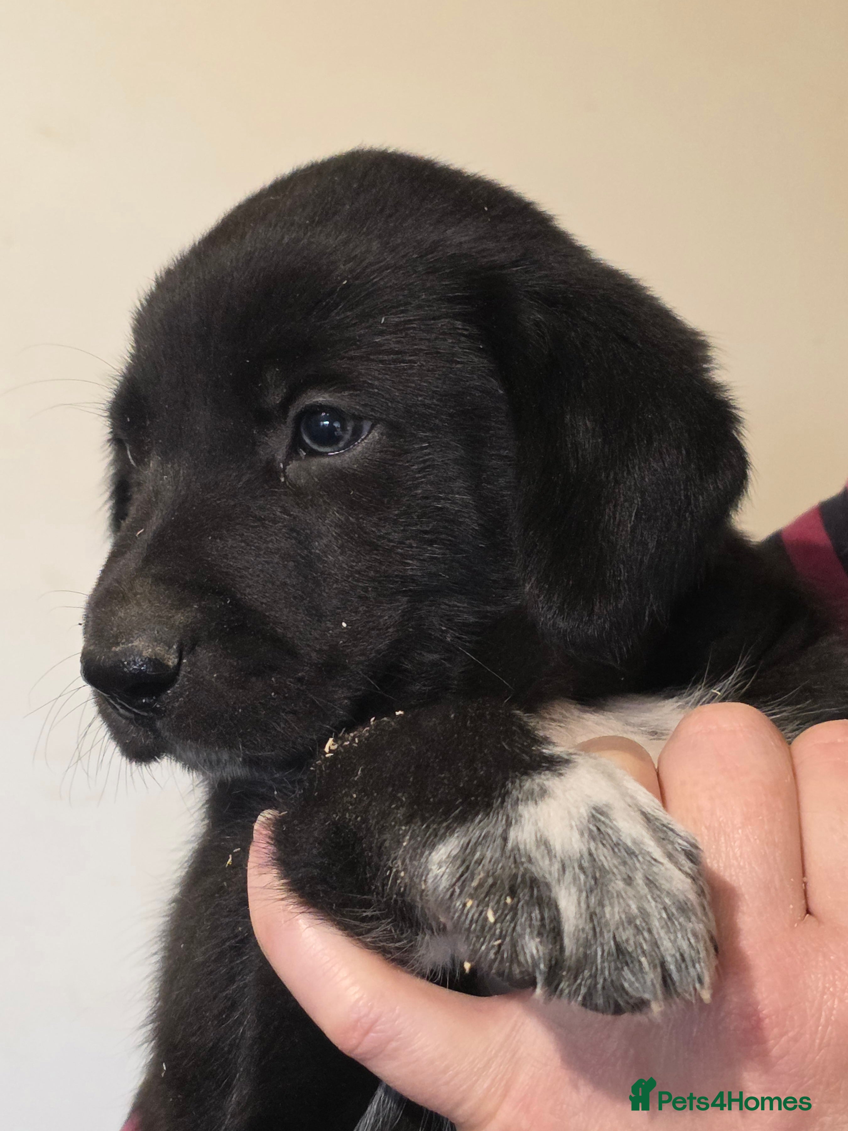 Mixed Breed dogs Meet the Wollies.  Weimaraner  x border collies in Lewes - Advert 1