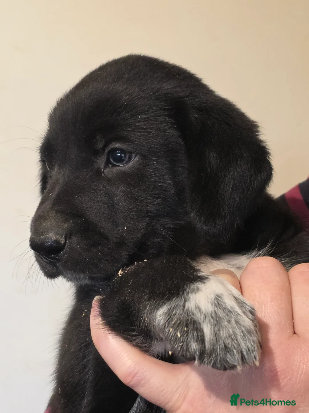 Mixed Breed dogs for sale: Meet the Wollies.  Weimaraner  x border collies in Lewes - Advert 1