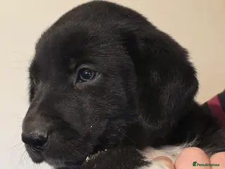 Mixed Breed dogs Meet the Wollies. Weimaraner x border collies in Lewes - Advert 1