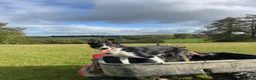 Border Collie dogs for sale: Pentir Jock - Advert 2