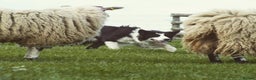 Border Collie dogs for stud: ISDS&KC Fully Tested Border Collie for Stud in Bicester - Advert 37