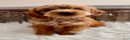 Cockapoo dogs for sale: NOW READY. 3 REMAINING HEALTH CHECKED COCKAPOOS  - Advert 35