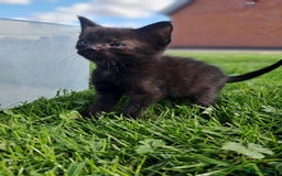 Mixed Breed cats for sale: Semi Longhaired Kittens - Image 10