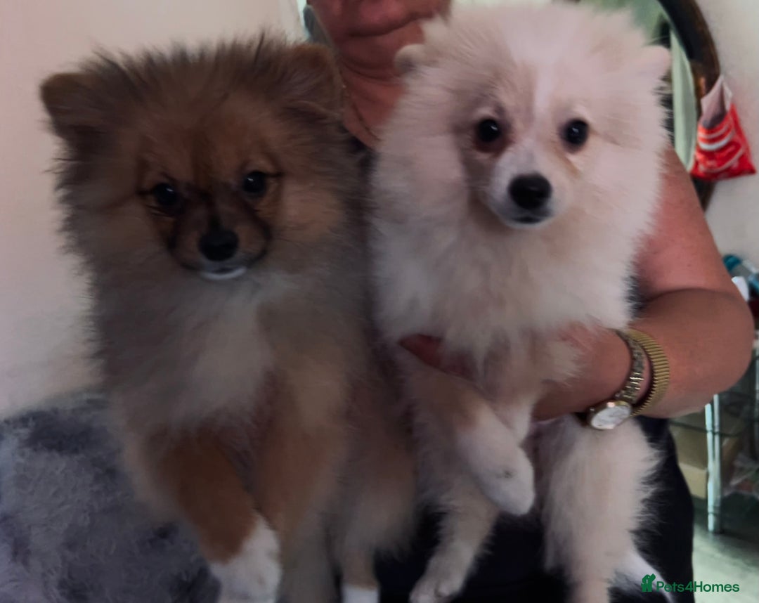 Pomeranian dogs for sale: Pomeranian girls and boys available  - Image 10