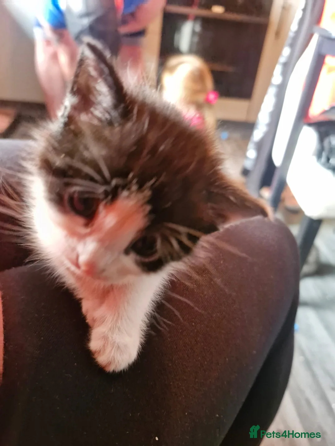 Mixed Breed cats for sale: Beautiful kittens ready soon in Glasgow - Advert 2