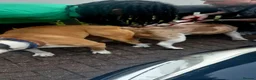American Bully dogs for sale: American bully puppies  in Worcester - Advert 3