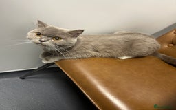 Mixed Breed cats for sale: Cute British Mix Kittens Looking for New Homes - Image 16